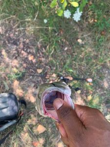 Largemouth Bass