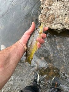 Brown Trout