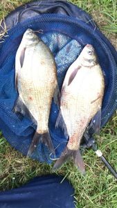 Common Bream