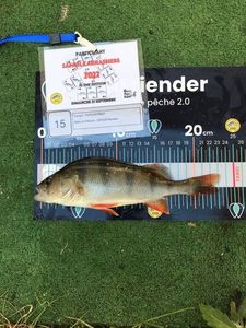 European Perch