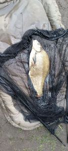 Common Bream