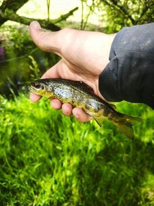 Brown Trout