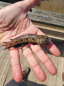 Round Goby