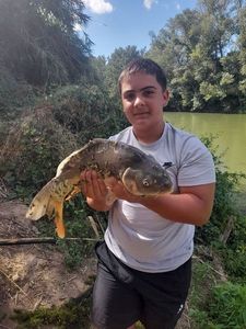 Mirror Carp