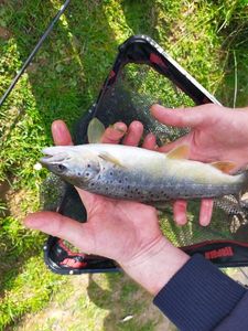 Brown Trout