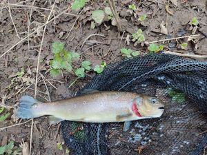 Brown Trout