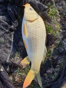Crucian Carp