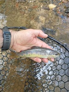 Brown Trout