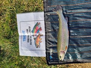 Rainbow Trout