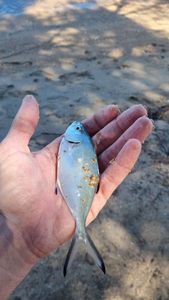 Pompano