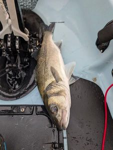 European Bass (Seabass)