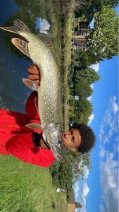 Northern Pike