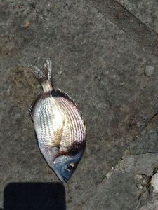 South American Silver Croaker