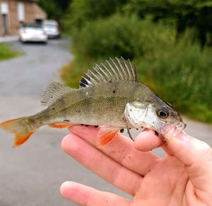 European Perch