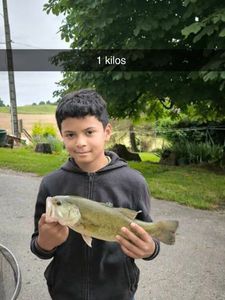Smallmouth Bass
