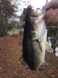 Largemouth Bass