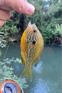 Green Sunfish