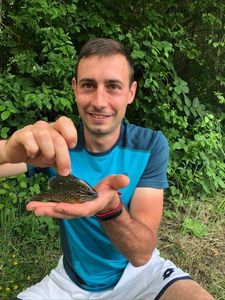 Green Sunfish