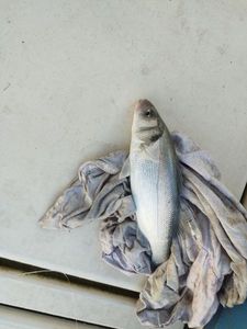 European Bass (Seabass)
