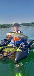 Zander