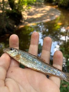 Gudgeon