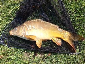 Mirror Carp