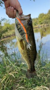 Largemouth Bass