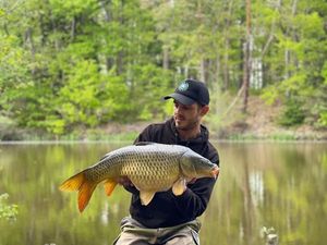 Common Carp