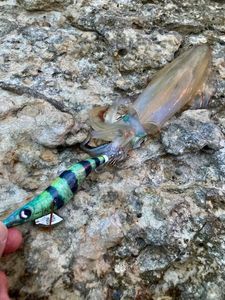 European Squid