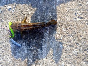 Round Goby