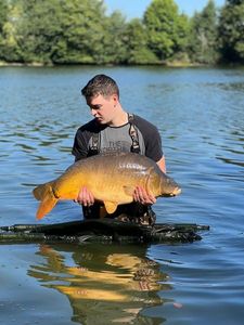 Mirror Carp