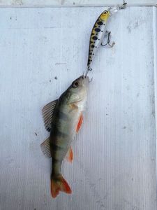 European Perch