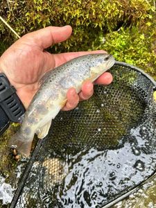 Brown Trout