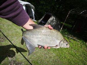 White bream