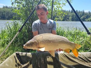 Common Carp