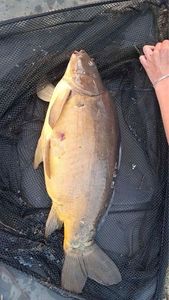 Mirror Carp