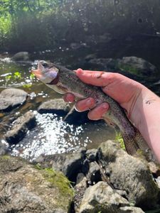 Rainbow Trout