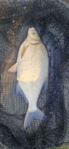 Common Bream