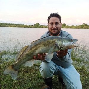 Zander