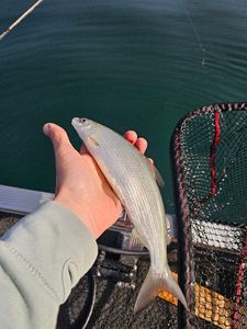 European Whitefish
