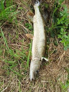 Northern Pike