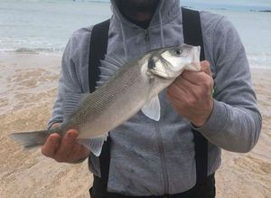 European Bass (Seabass)