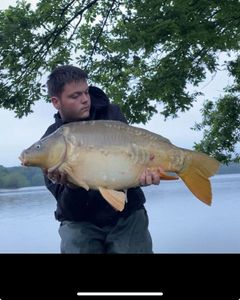 Mirror Carp