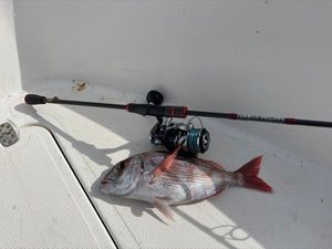 Red Porgy