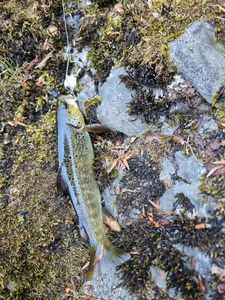 Brown Trout