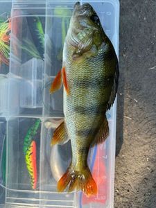 European Perch