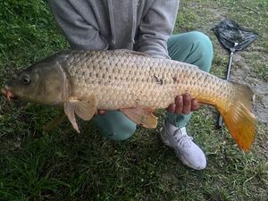 Common Carp