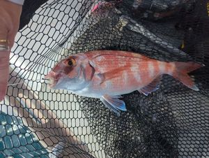 Bluespotted Seabream