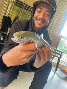 Rainbow Trout