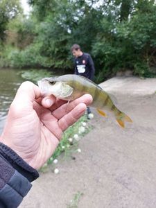 European Perch